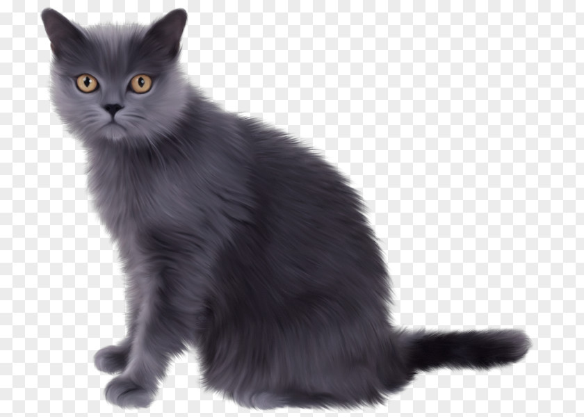 Kitten Persian Cat Clip Art PNG