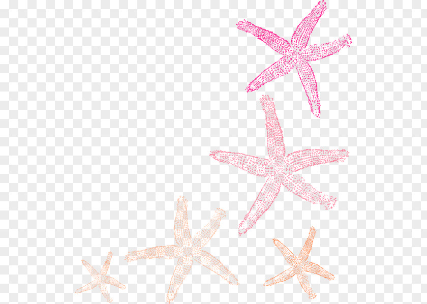 Starfish Clip Art Openclipart Vector Graphics Illustration PNG