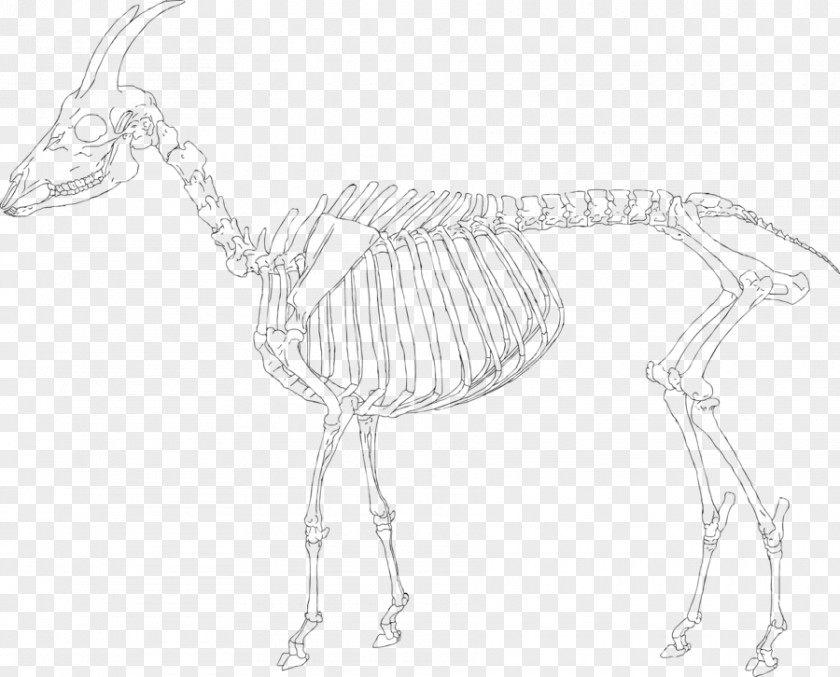 Animal Skeleton Artist Figure Drawing Canvas Print Sketch PNG