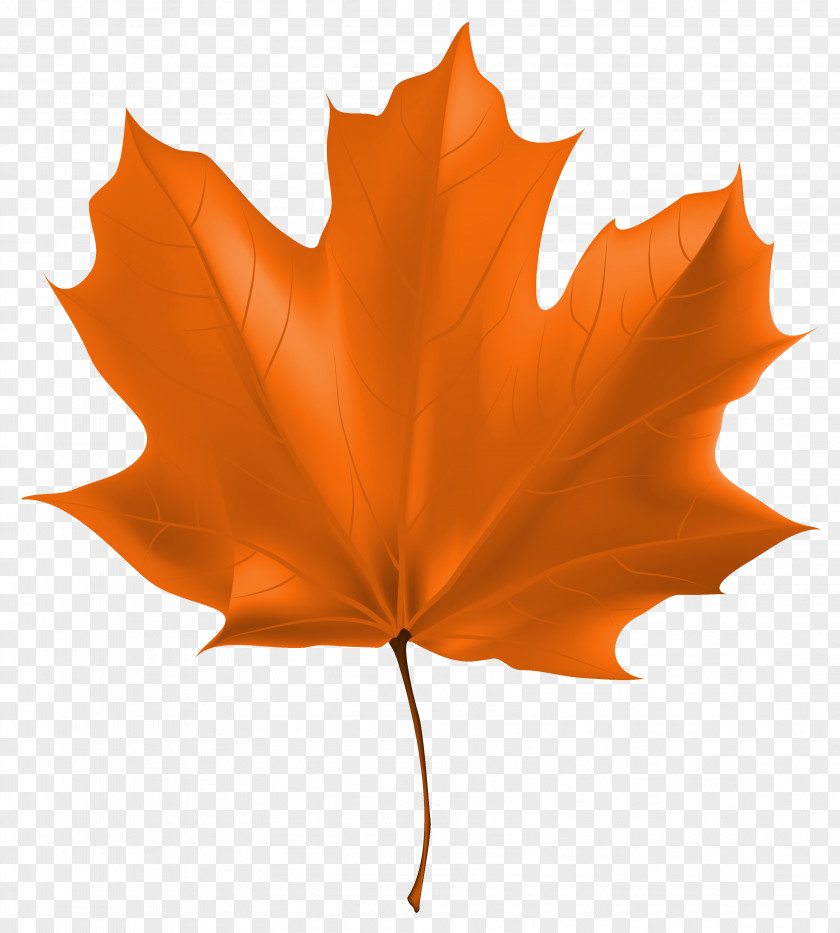 Beautiful Autumn Leaf Clipart Image Color Computer File PNG