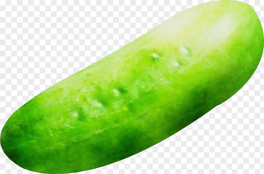 Cucumber Gourd And Melon Family Green Winter Plant Fruit PNG