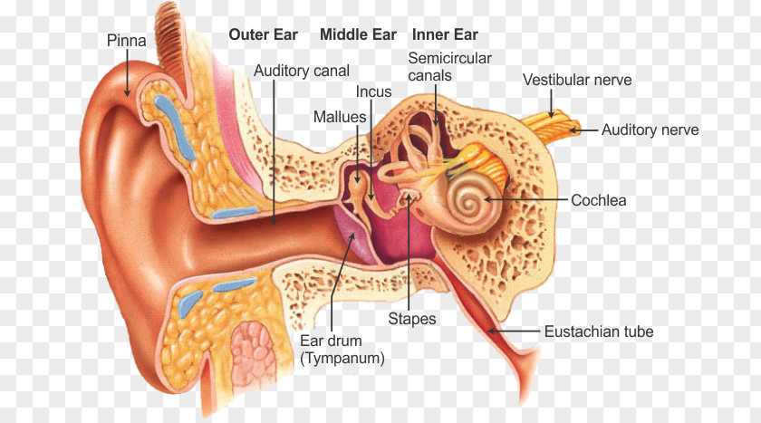 Ear Outer Otorhinolaryngology Anatomy Throat PNG
