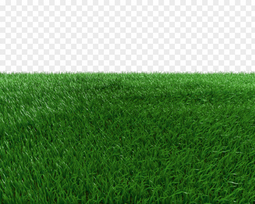 Field Transparent Background Artificial Turf Green Meadow Grasses PNG