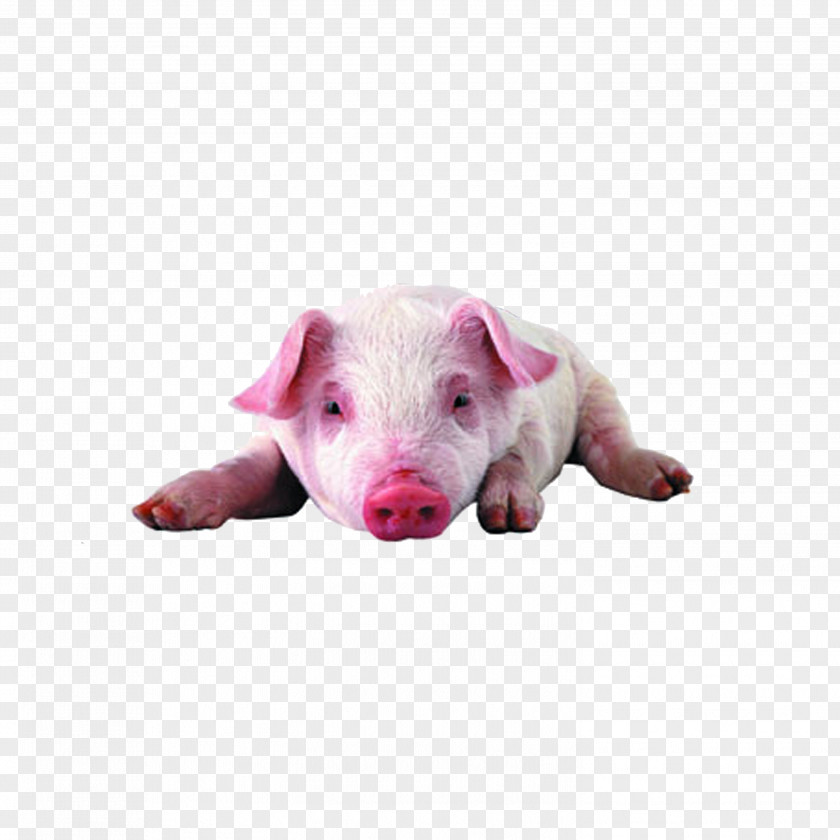 Pink Pig Miniature High-definition Television Video Display Resolution Wallpaper PNG