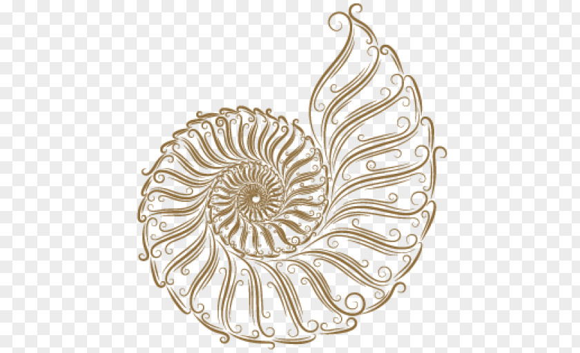 Seashell Sketch PNG