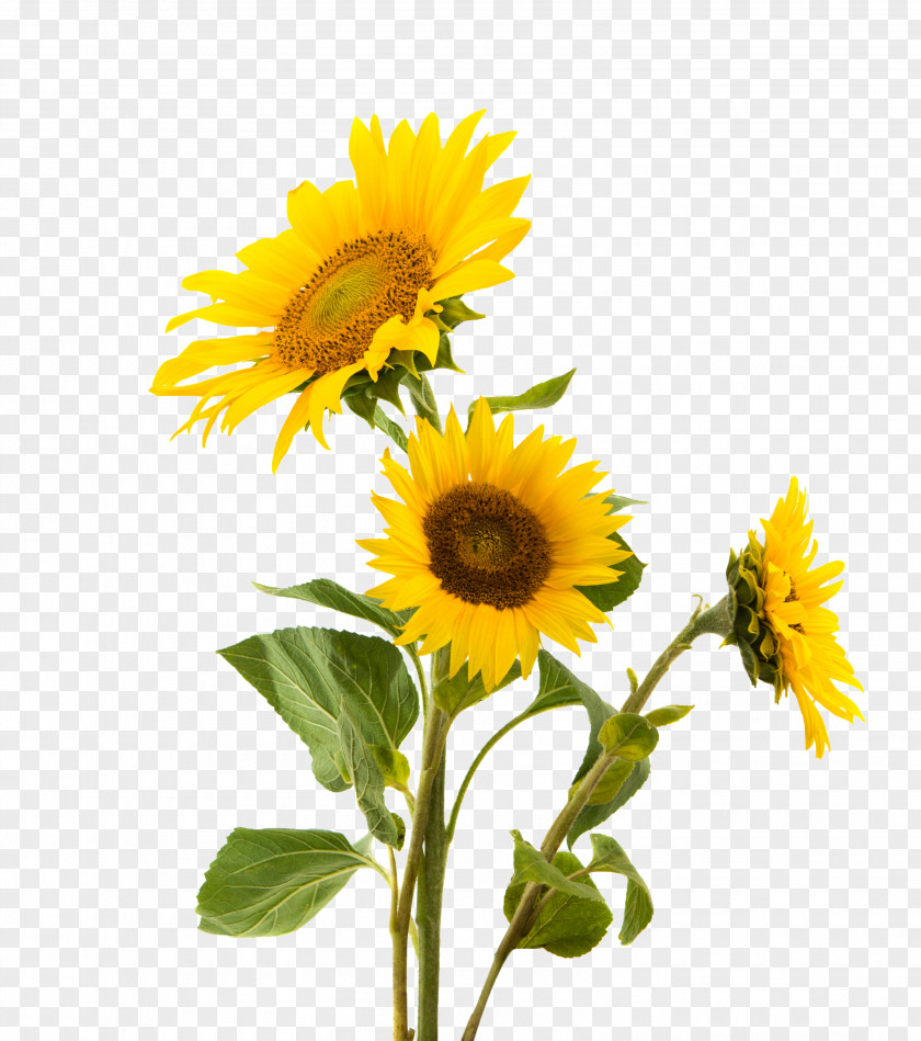 Sunflowers Sunflower Seed Common Nut Gluten Snack PNG