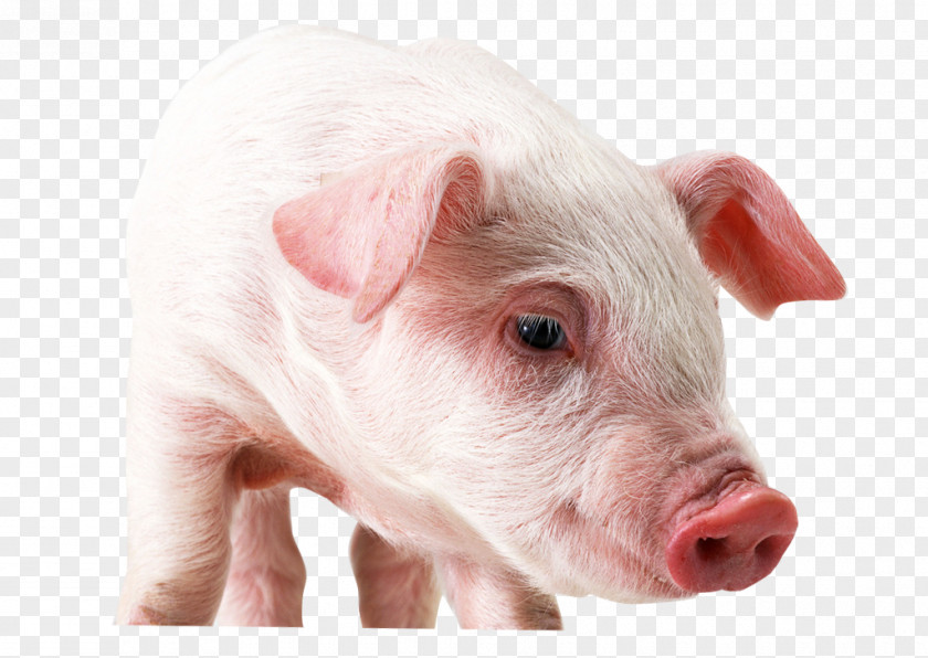 Winks Pig Large White High-definition Television Display Resolution Wallpaper PNG