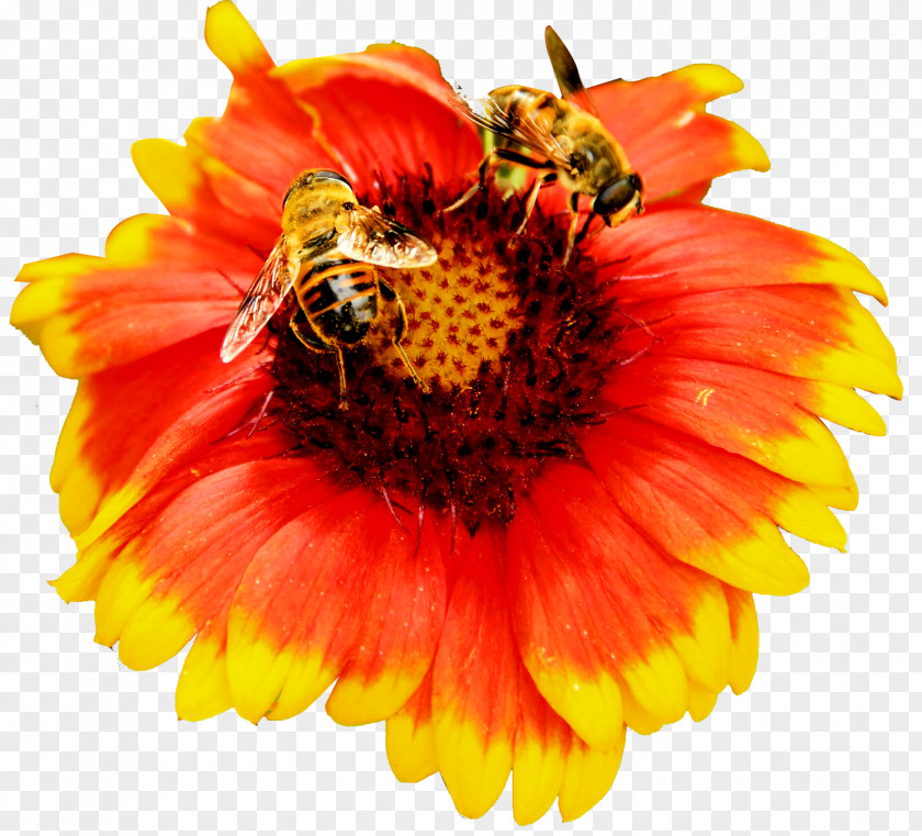 Bee Flowers Honey Nectar PNG