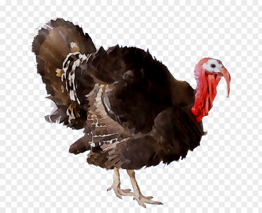Broad Breasted White Turkey Wild Meat Chicken Stock Photography PNG