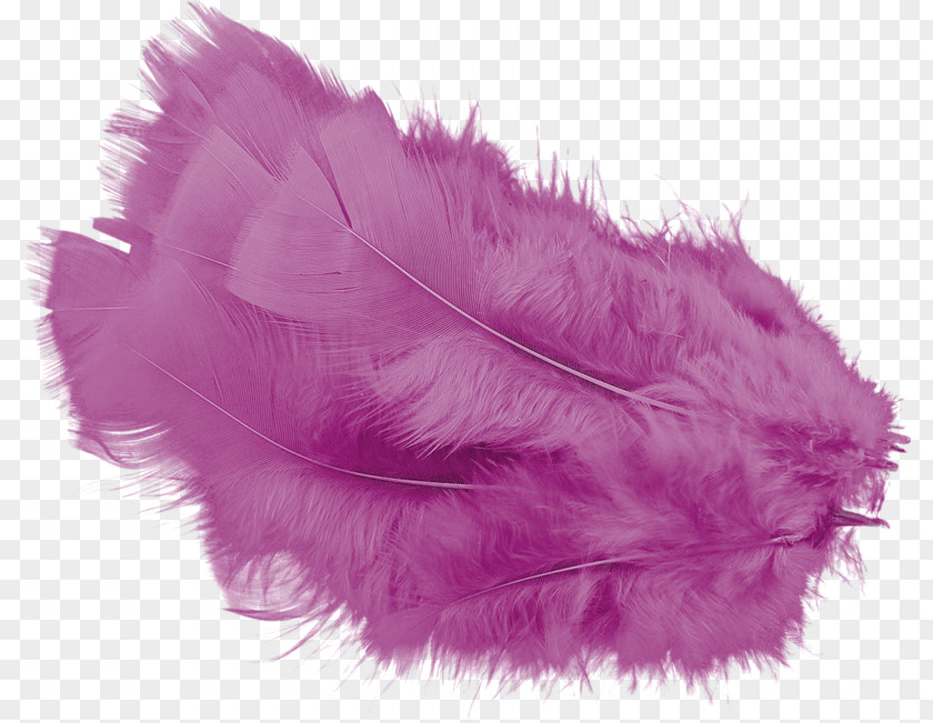 Feather Email Photography Clip Art PNG