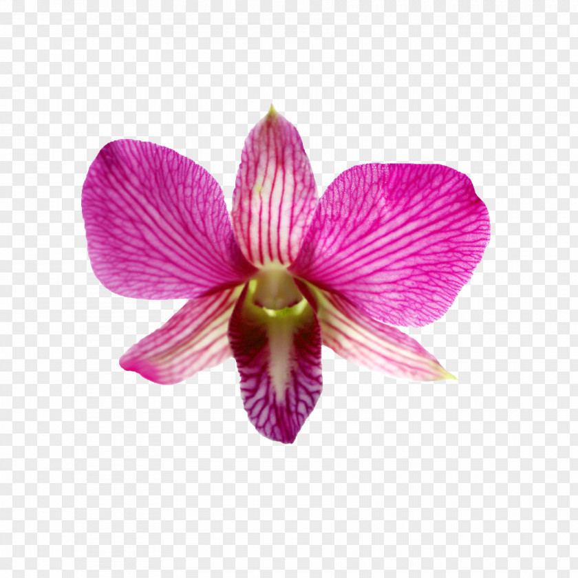 Floral Design Elements With Flowers Rhynchostylis Flower Stock.xchng Anthesis Blossom PNG