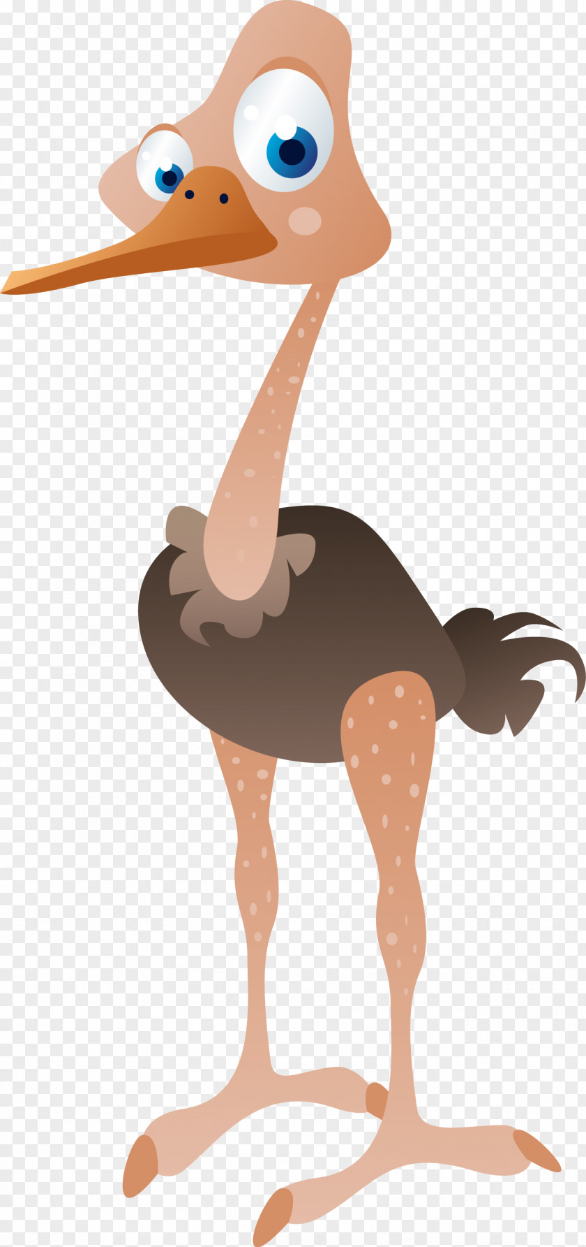 Ostrich Common Bird Illustration PNG