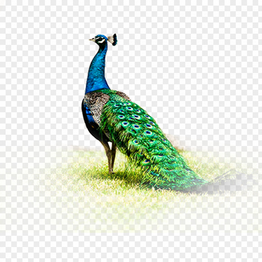 Peacock Peafowl Fenghuang PNG
