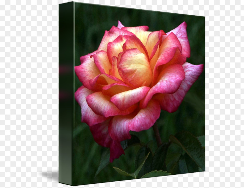 Rose Leslie Centifolia Roses Garden Pink Flower Floribunda PNG