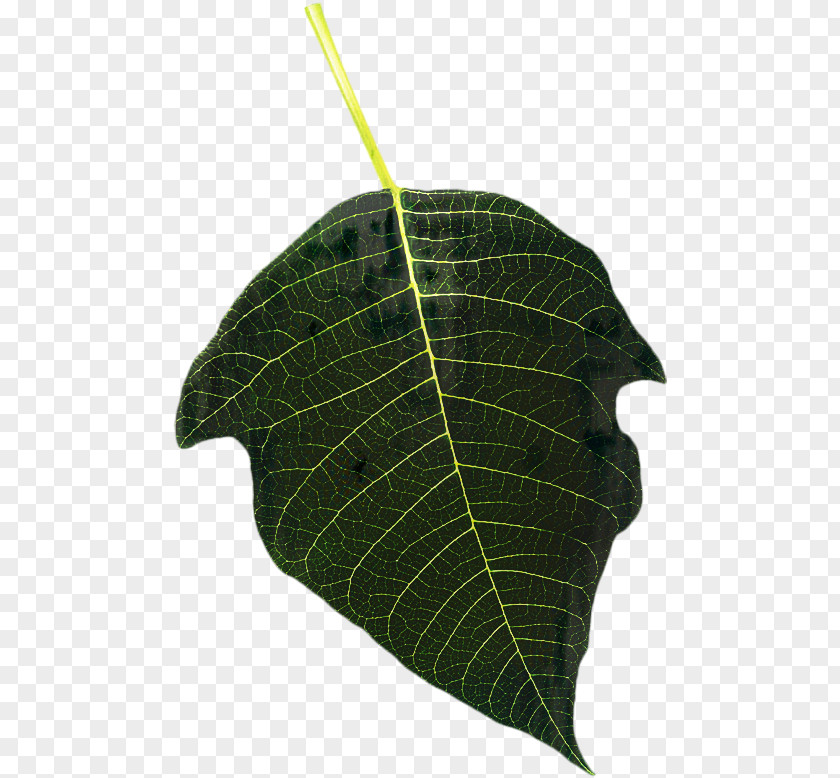 Anthurium Tree Leaf PNG