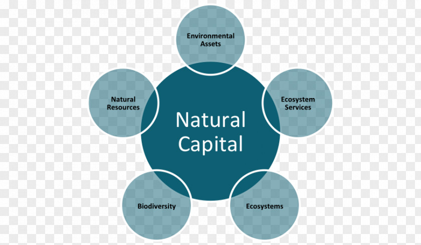 Downstream Natural Capital Mattress Nature K. D. Supply Chain Solutions Private Limited Organization PNG