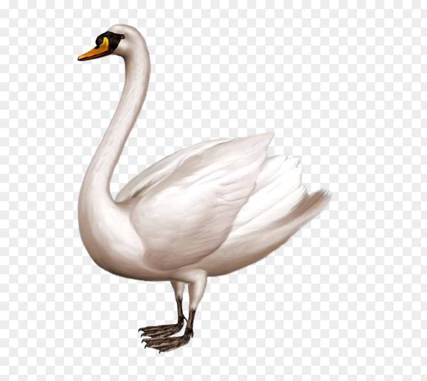 Duck Mute Swan Clip Art PNG