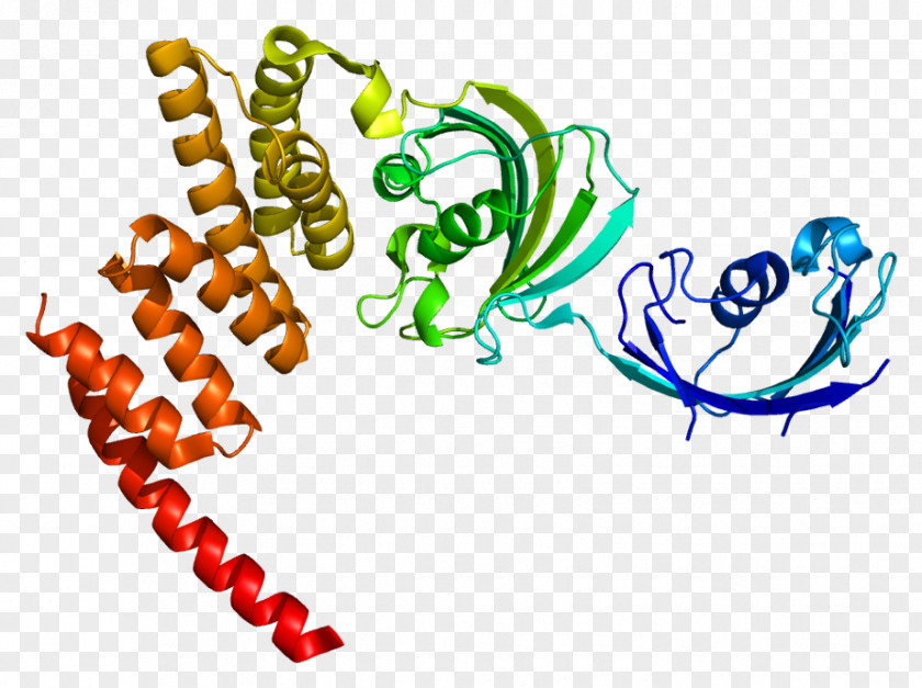 FKBP5 Tacrolimus Protein Sirolimus PNG