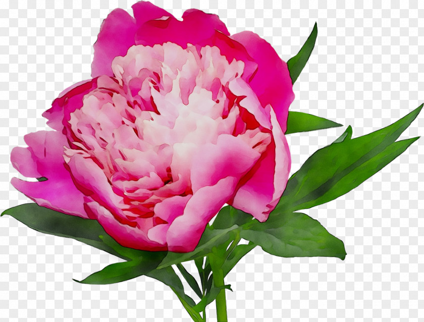 Peony Cut Flowers Online Shopping White Pink PNG