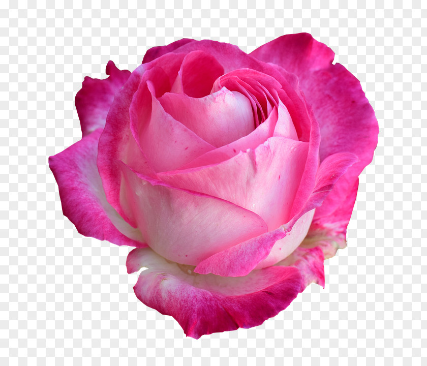 Rose Flower Light PNG