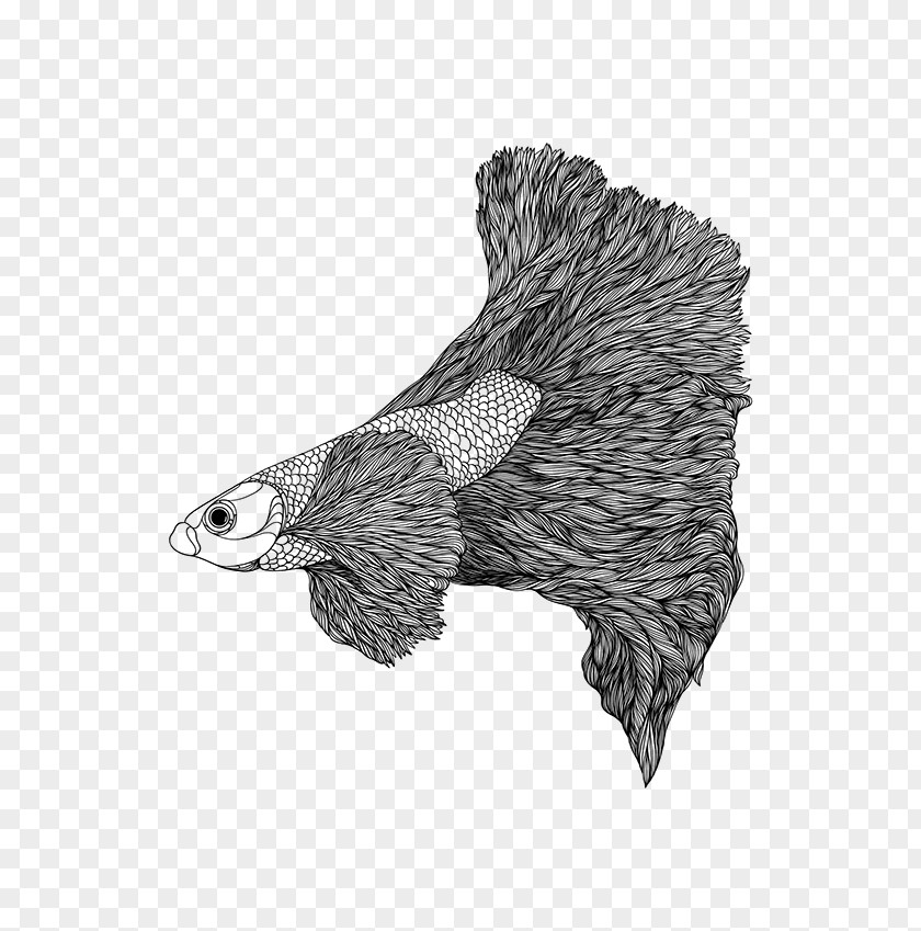 Siamese Fighting Fish Eagle Hedgehog Drawing Porcupine /m/02csf PNG