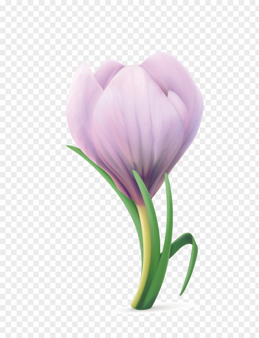 Tulip Flowers Flower Wallpaper PNG