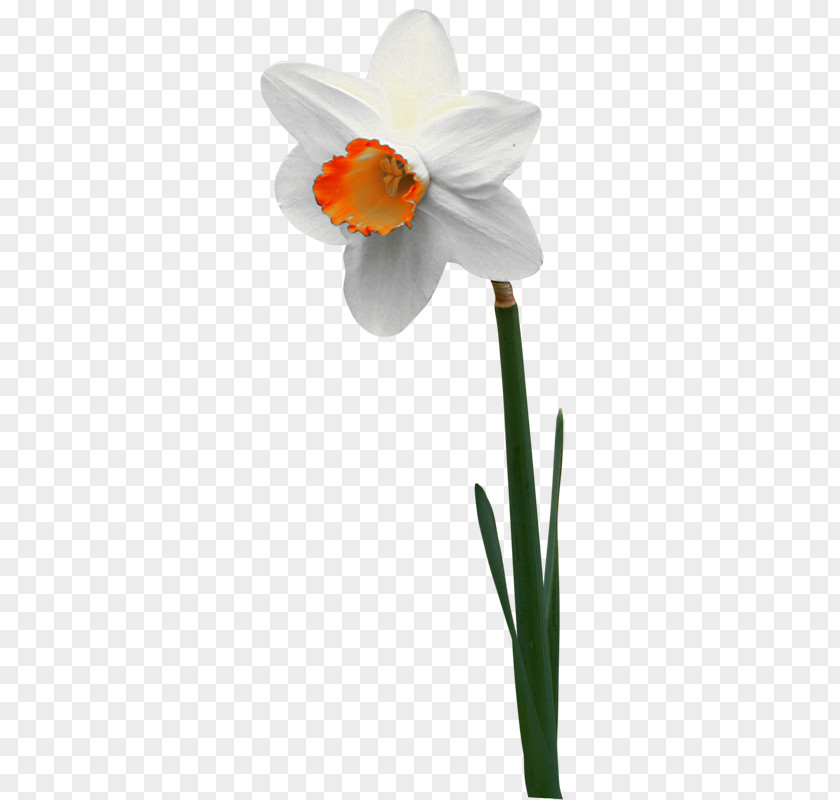Flower Narcissus Jonquilla Jonquille Tulip PNG