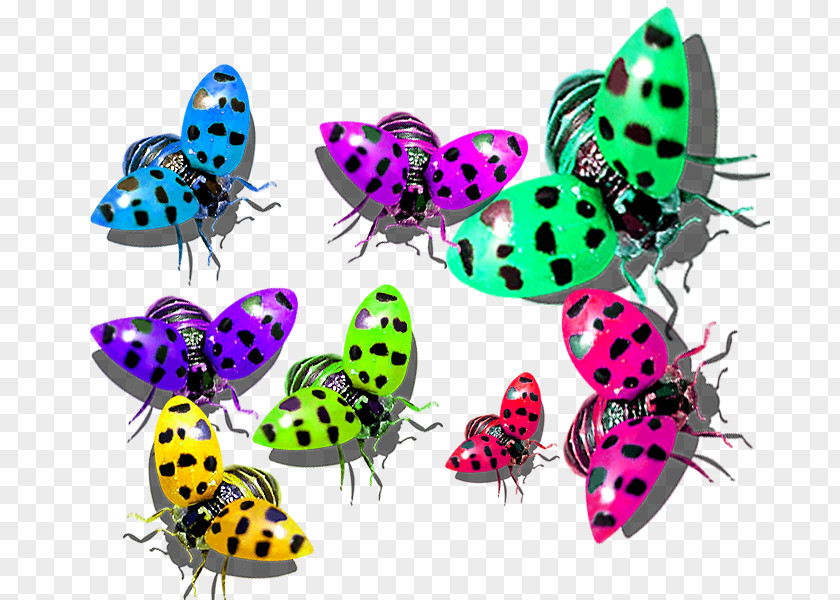 Multicolor Ladybug Butterfly Color PNG