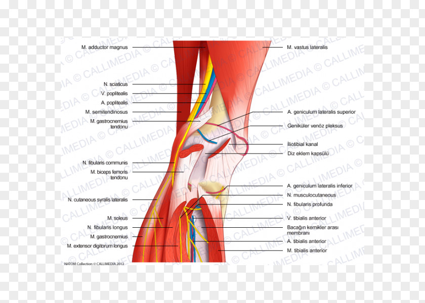 Nerves Nerve Knee Human Anatomy Body PNG