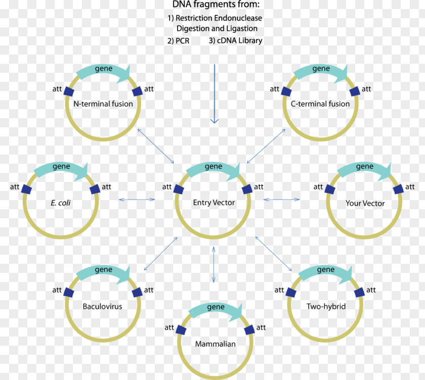 Vector International Genetically Engineered Machine Gateway Technology Cloning PNG