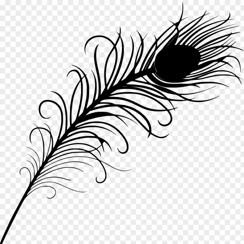 Feather Drawing Peacock Feathers PNG