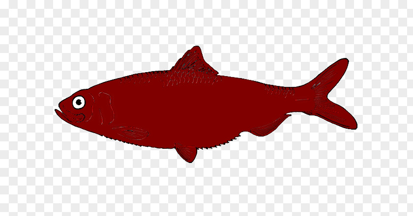 Fish Meter Squaliform Sharks Biology Science PNG