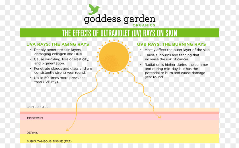 Sun Burn UV-B Lamps Sunscreen Food And Drug Administration Hawaii Skin PNG