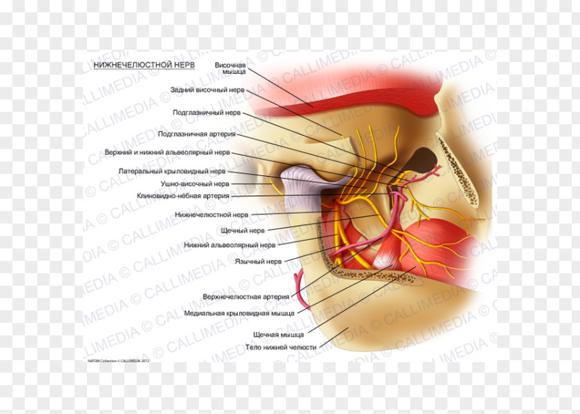Auriculotemporal Nerve Mandibular Trigeminal Mandible Lateral Pterygoid Muscle PNG
