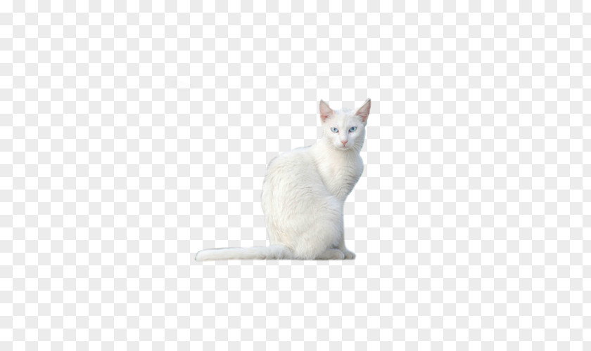 Cute White Kitten Whiskers Domestic Short-haired Cat Paw PNG