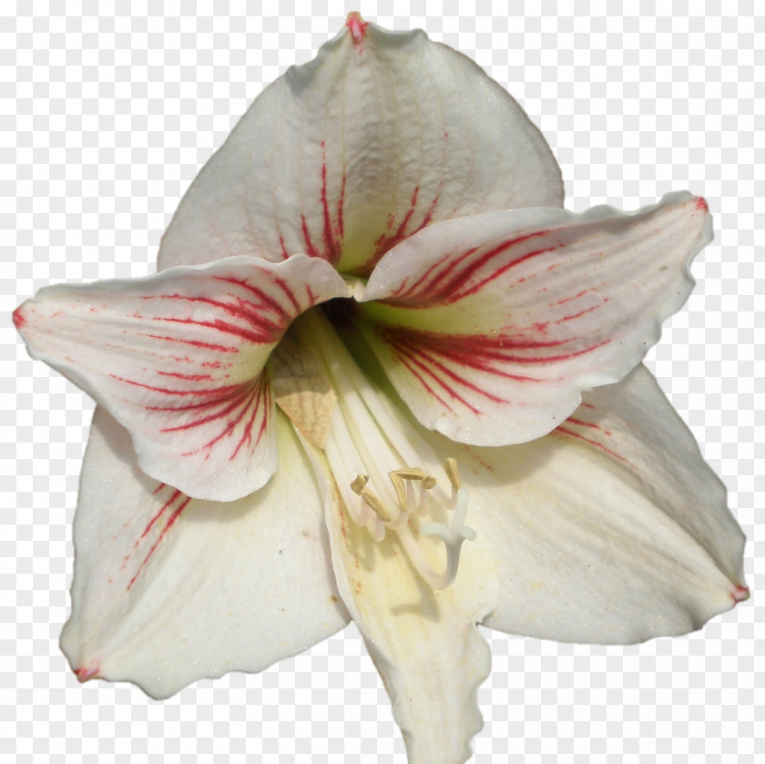 Darshan Amaryllis Jersey Lily Cut Flowers Petal Belladonna PNG