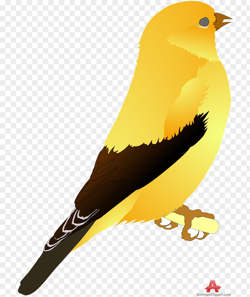 Feather Canary Bird Icon PNG
