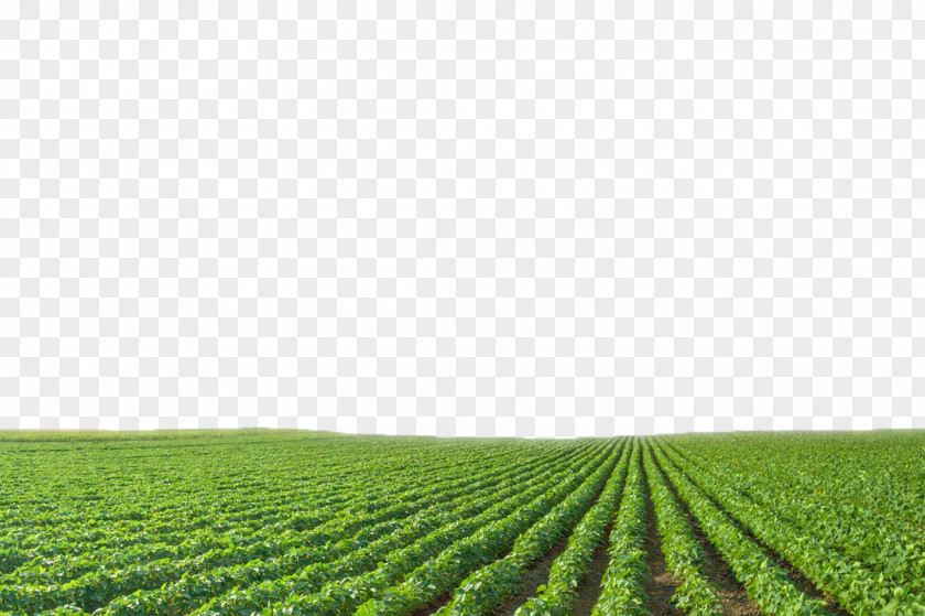 Field Views Growing Soybeans Agriculture Crop Green PNG