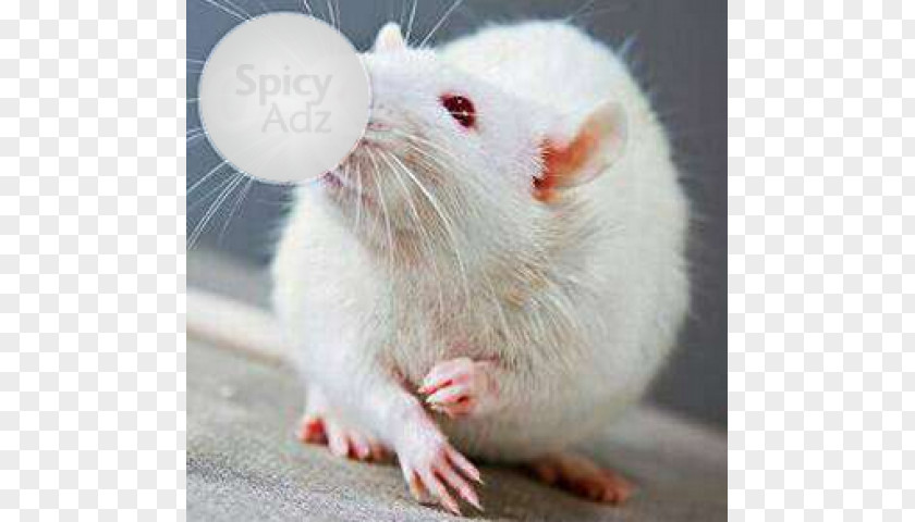Pet Rat Gerbil Brown Laboratory Mouse Albinism PNG