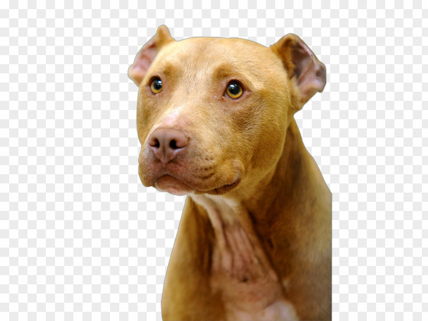 Pitbul American Pit Bull Terrier Dog Breed PNG