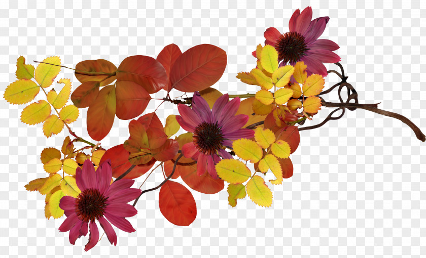 50 Cut Flowers Floral Design Floristry Petal PNG