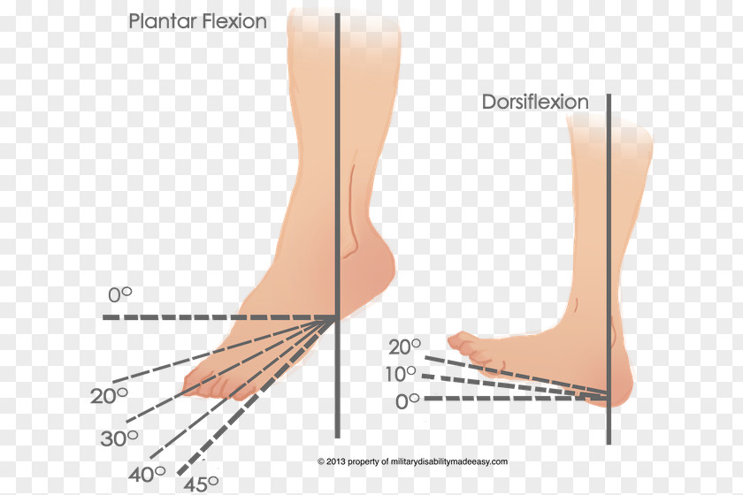 Ankle Dorsiflexion Flexie Plantarflexion Plantar Fasciitis PNG