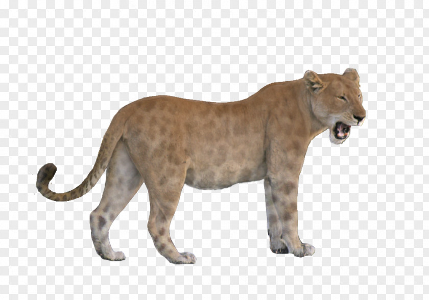 Cat East African Lion American Animal Mammal PNG