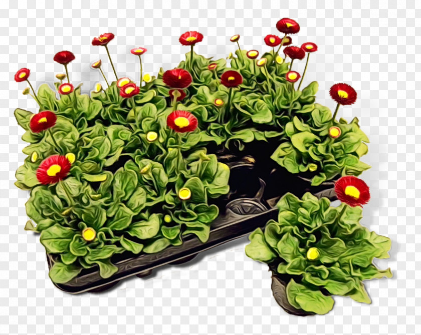 Flower Groundcover Flowerpot Lawn PNG