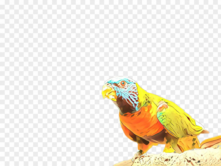 Parrot Bird Macaw Beak Parakeet PNG