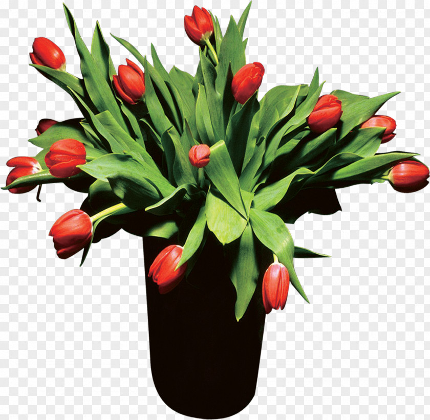 Tulip Flower Poster PNG