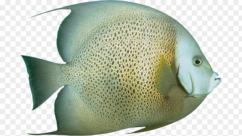 Fish Ornamental PNG
