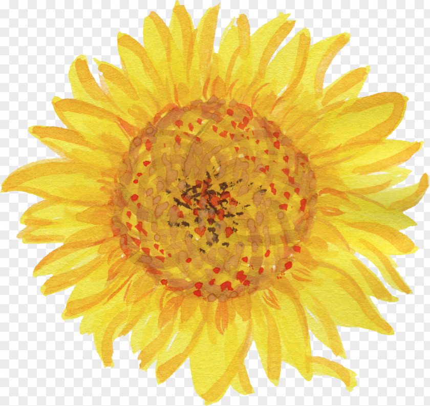 Watercolor Flower Common Sunflower Drawing Logo PNG