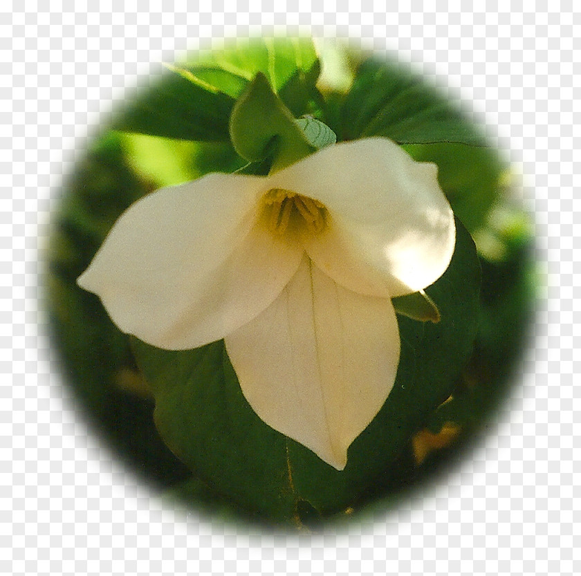 White Lily Great Trillium Herbalism Elixir Therapy Herbaceous Plant PNG