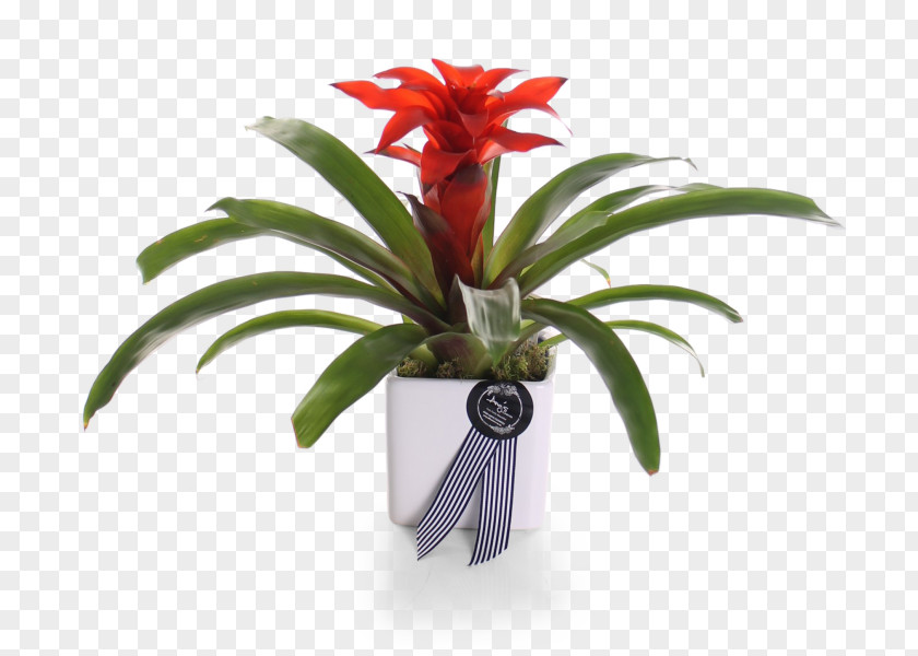 Cut Flowers Flowerpot Better Homes And Gardens Houseplant Cottage PNG